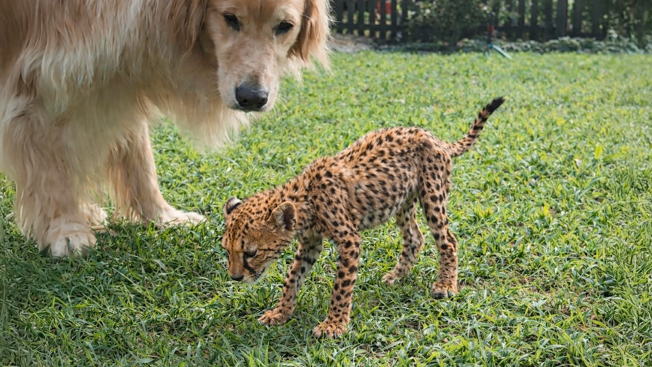 Ein Hund adoptiert einen verwaisten Leoparden, und der Leopard hält sich später für den Hund