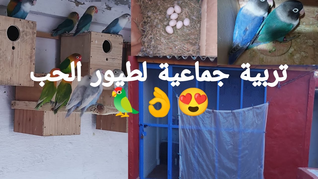 جميع المعلومات لتربية الجماعية لطيور الفيشر من الصفر 😍🦜🦜