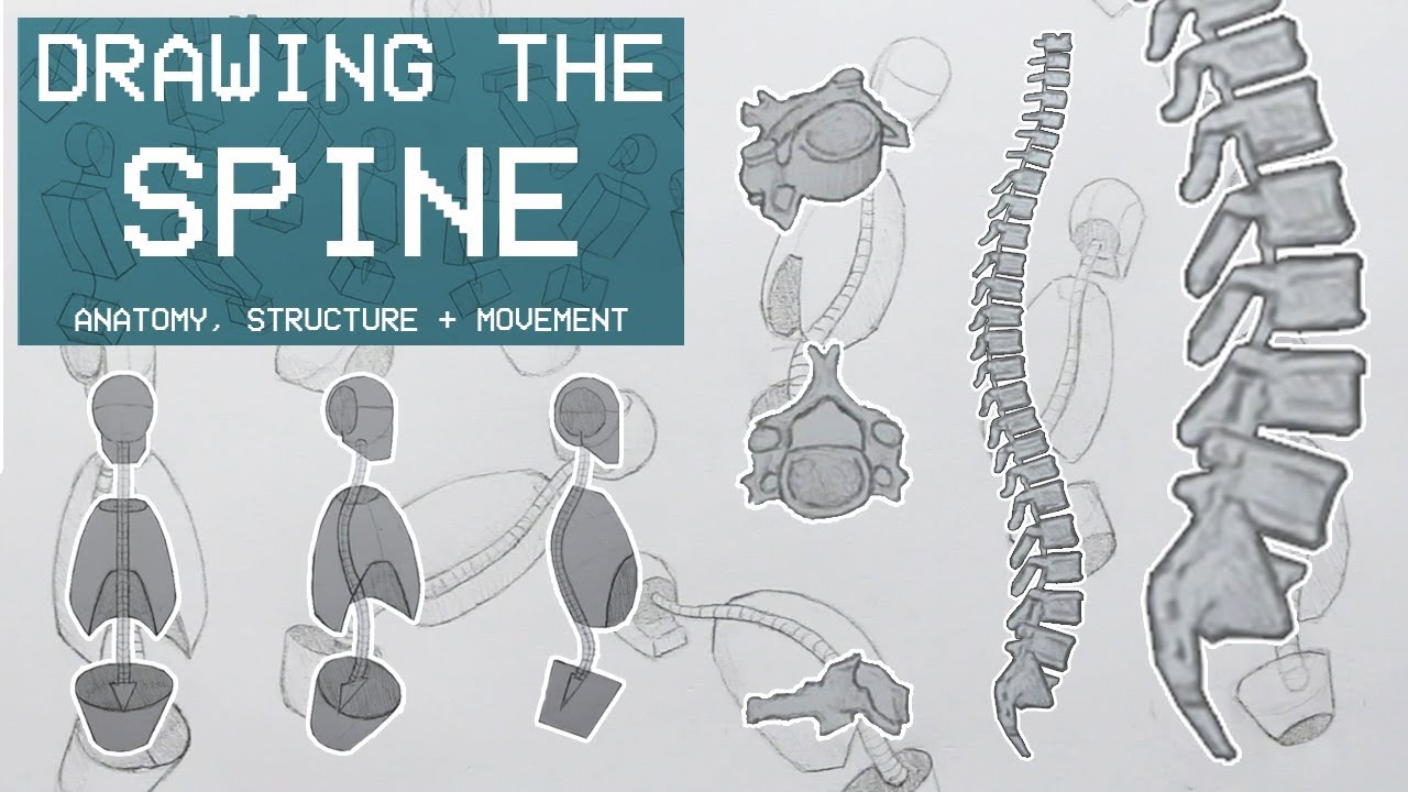 Drawing The SPINE - Anatomy, Structure & Movement - Anatomy 2