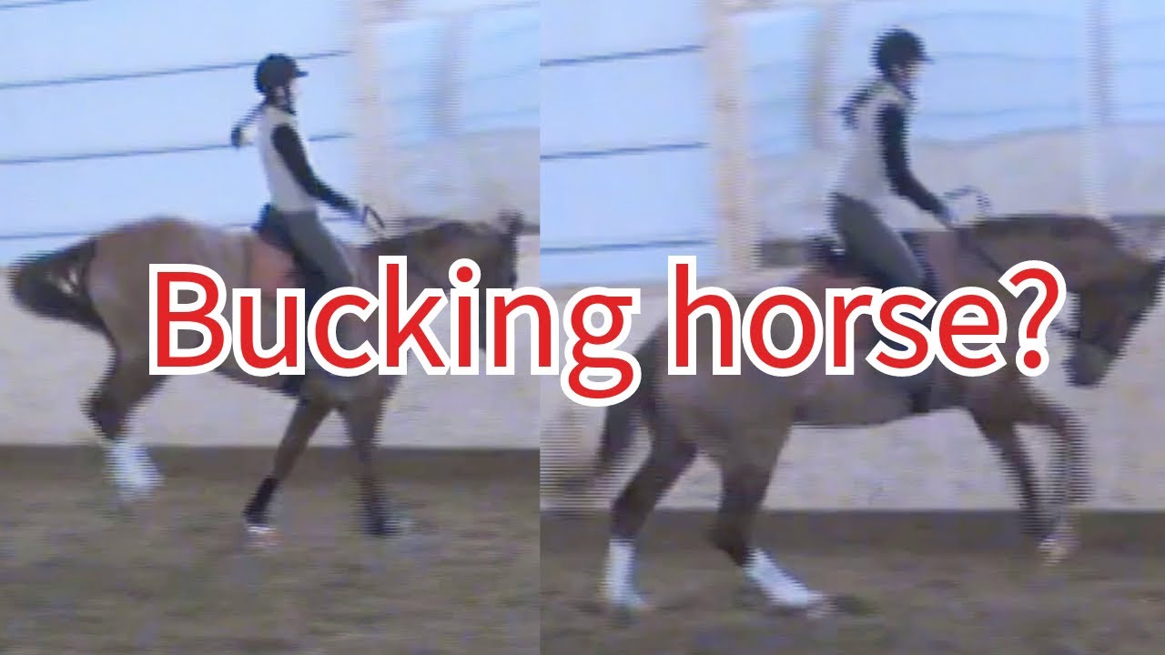 How to stay on a bucking horse? (How to not fall off!) #horseriding