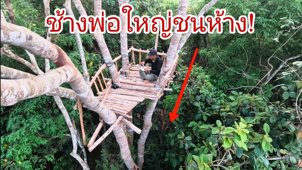 สุดระทึก❗นอนห้างใหม่บนต้นเค็ง รอถ่ายหมูป่า ช้างพ่อใหญ่เดินชนห้าง และเดินรอบห้างเกือบทั้งคืน01/04/67