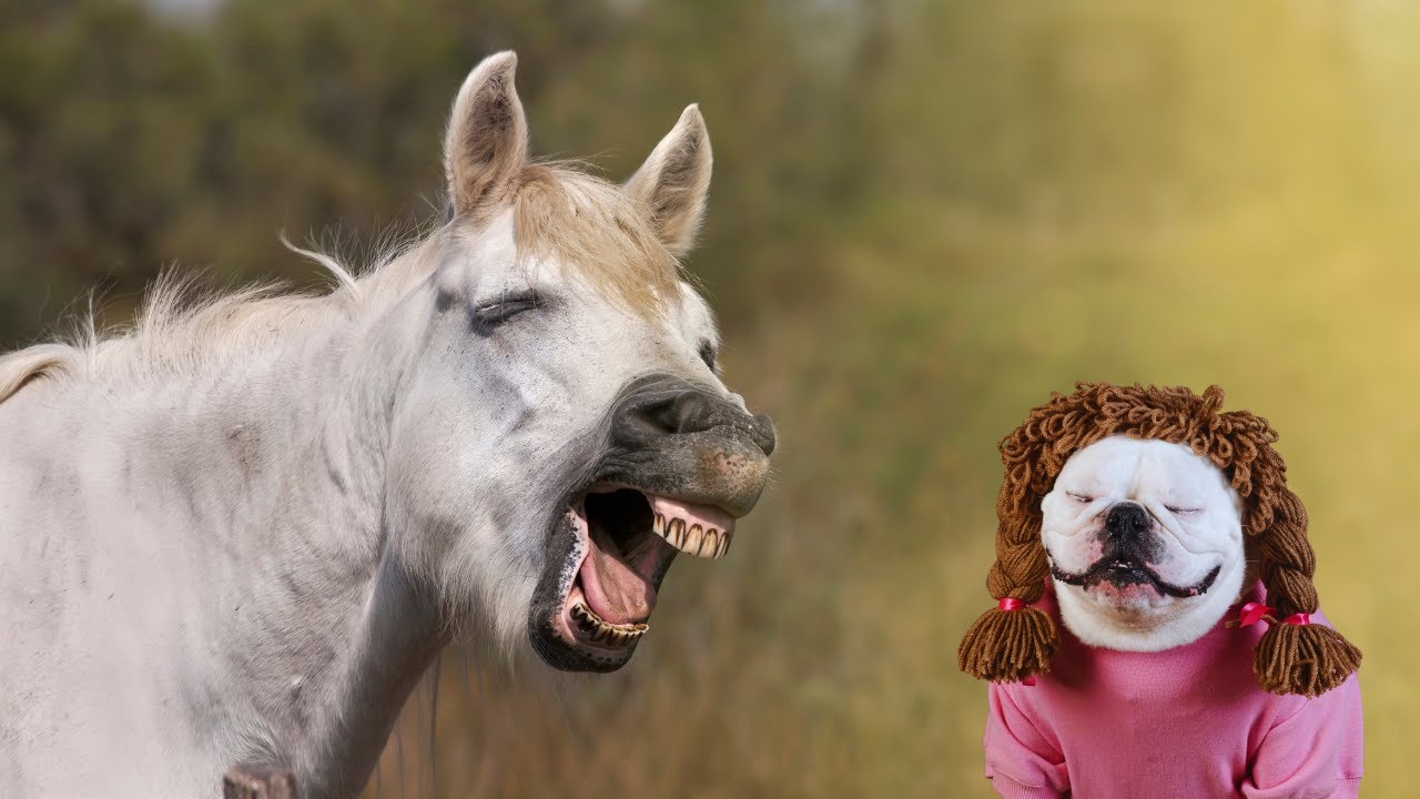TRY NOT TO LAUGH 😆 Funniest Animal Videos Ever 😂