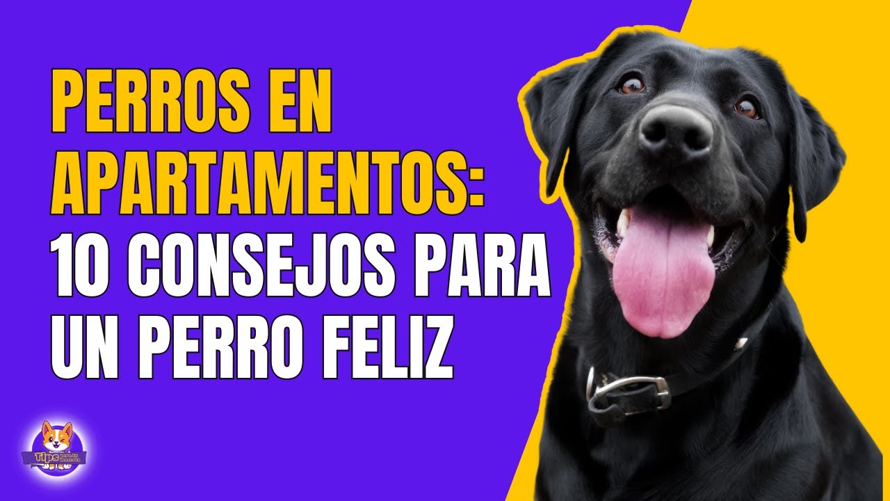 10 CONSEJOS PARA UN PERRO FELIZ EN APARTAMENTO