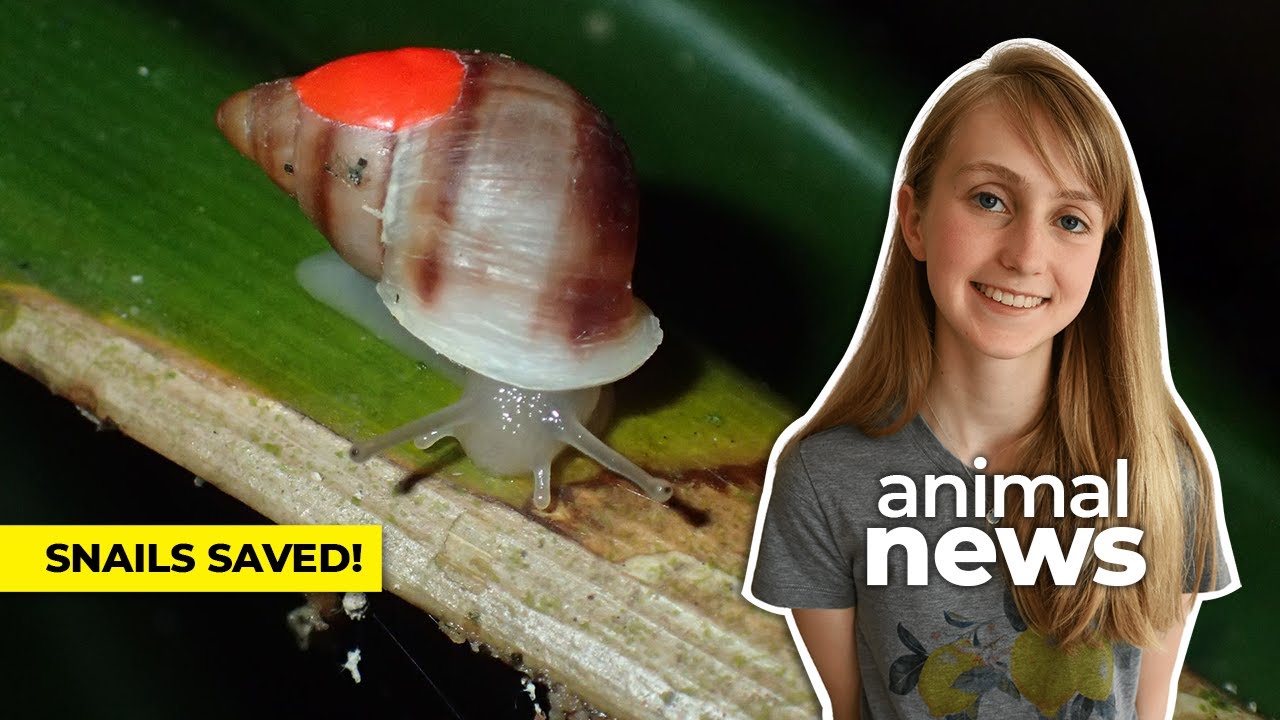 The science behind Partula snails’ remarkable return | CBC Kids News