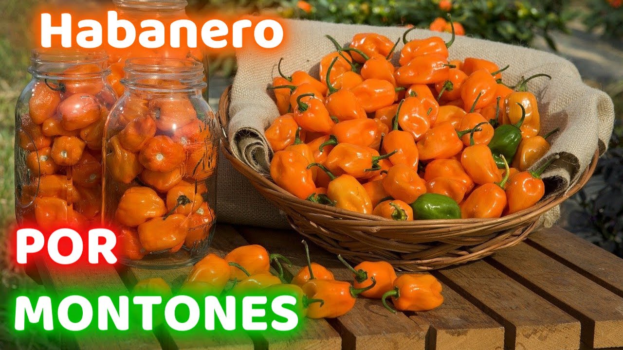 COMO SEMBRAR CHILE HABANERO EN MACETA || GERMINACION Y SIEMBRA || TU HUERTO EN UN BALCON