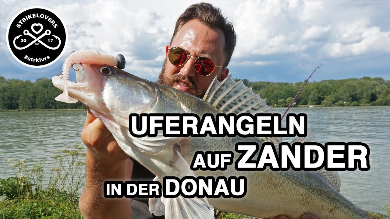 Vom Ufer aus auf Zander 🎣❤️ in der Donau #strklvrs