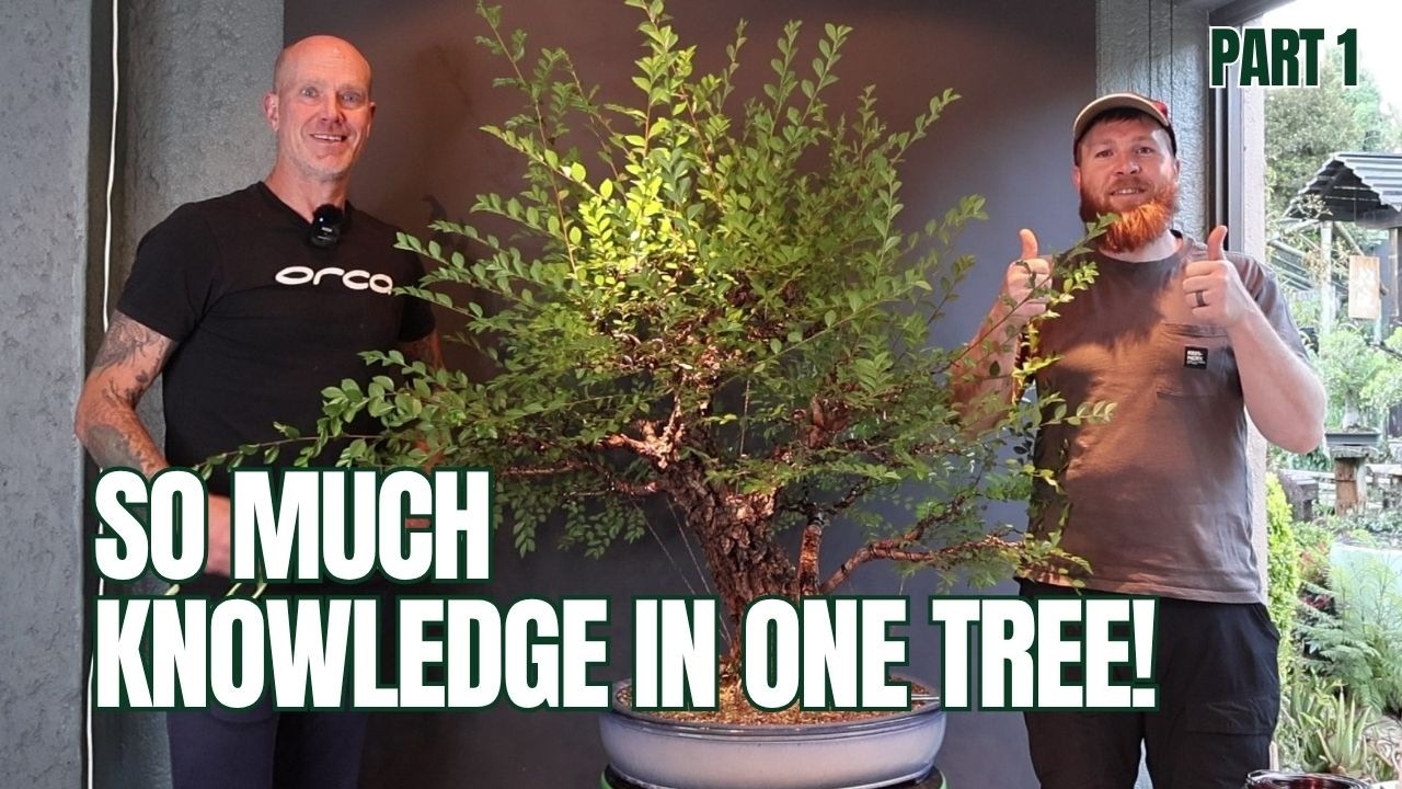 Richard Wright Shares His Bonsai Wisdom | Cork Bark Elm Part 1