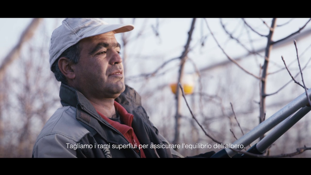 La potatura dei meli Pink Lady®