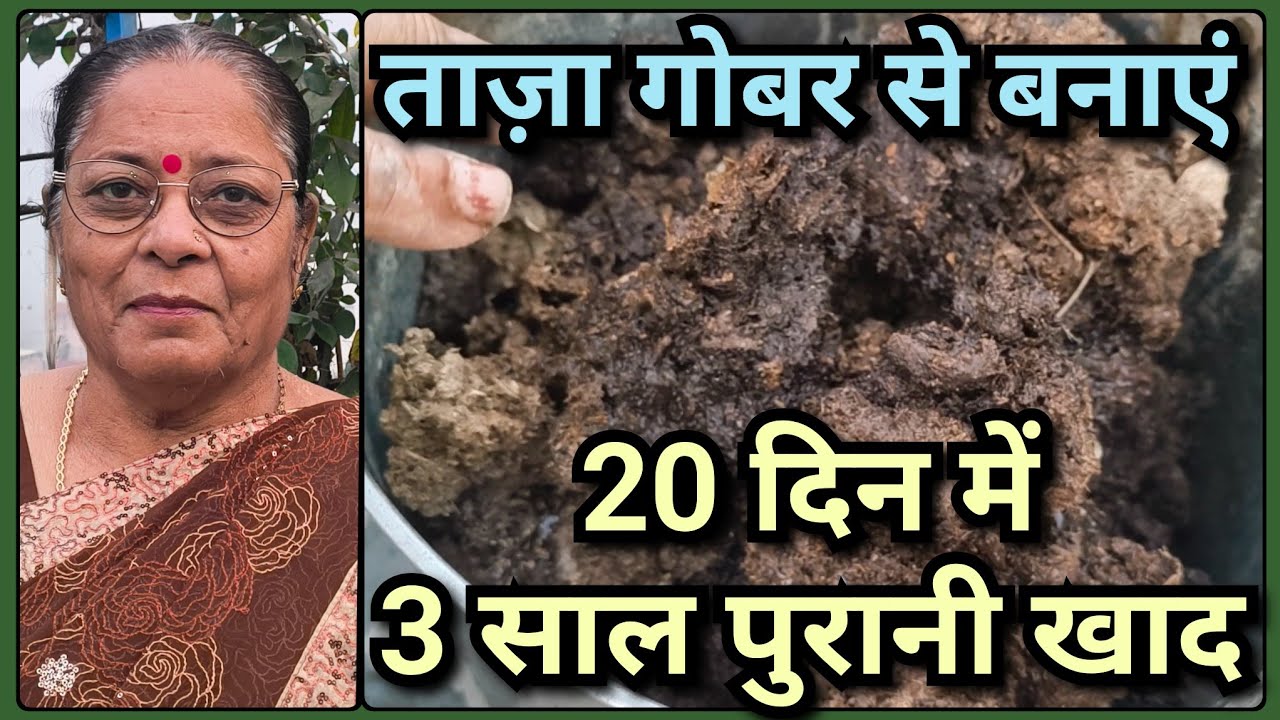 ताज़ा गाय का गोबर 20 दिन में बने 3 साल पुरानी खाद | पुरानी खाद बनाने का सीक्रेट तरीका