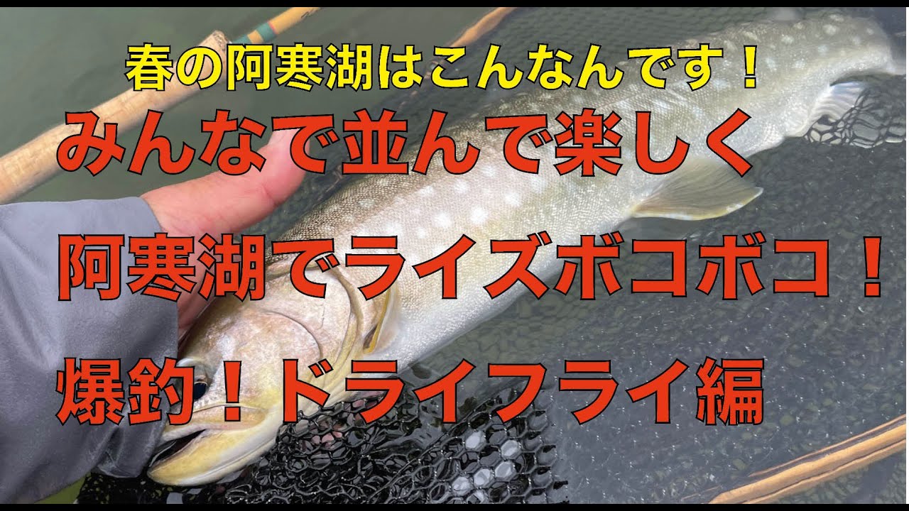 春の阿寒湖　ライズボコボコ！！　　ドライフライ編