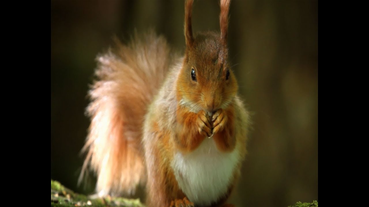 Red Squirrels | The Secret Life of the Shannon | RTÉ Goes Wild