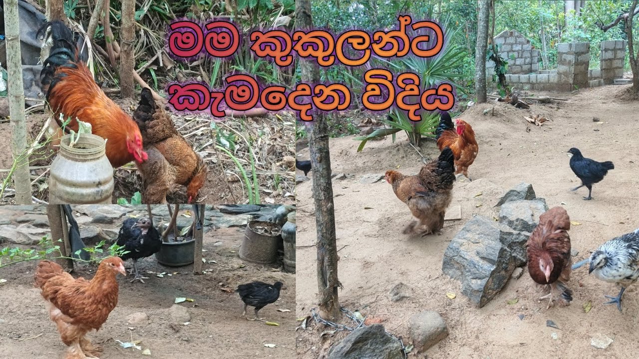 මම මගේ කුකුලන්ට කැම දෙන විදහ