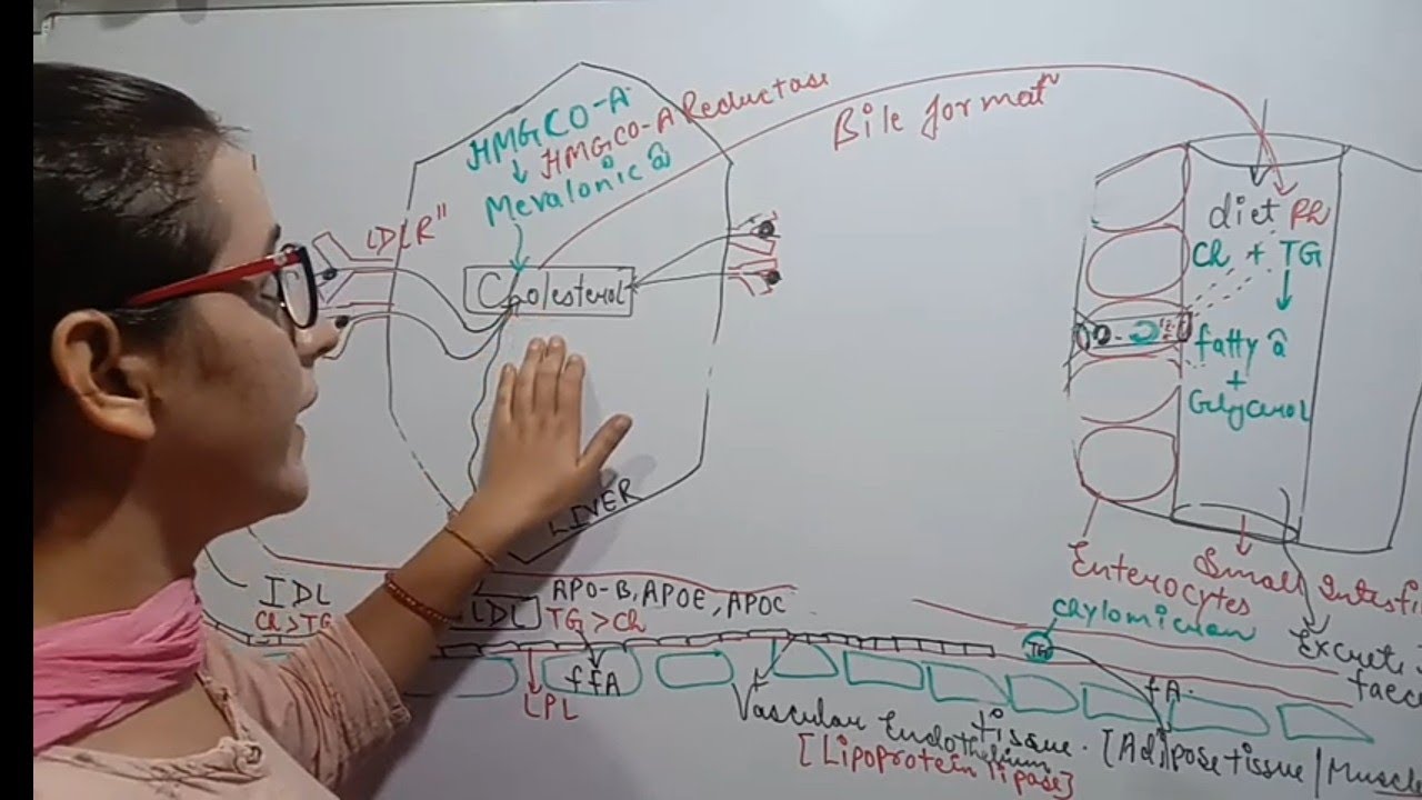 HYPOLIPIDAEMIC DRUGS | PART-1 | MECHANISM OF ACTION | ADVERSE EFFECTS