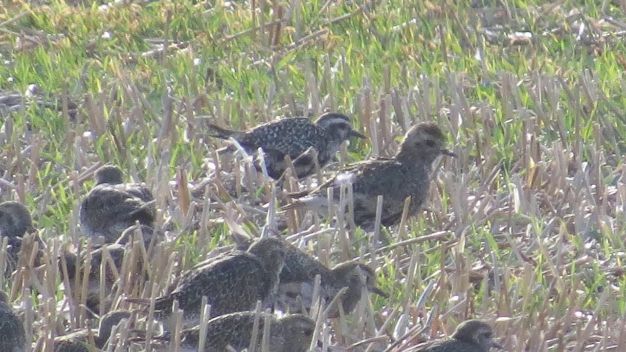 American Golden Plover, Swale NNR, Kent, 8/9/19