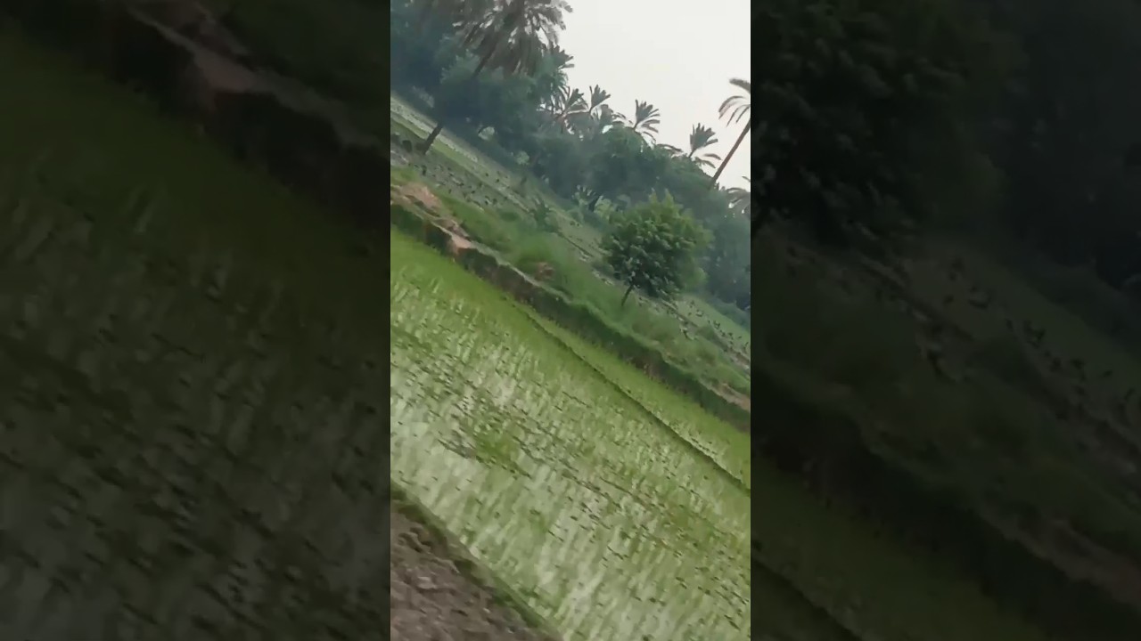 Drive And Travel To Train! How To Grow Dates#youtubeshorts #dates #agriculture #technology#trees
