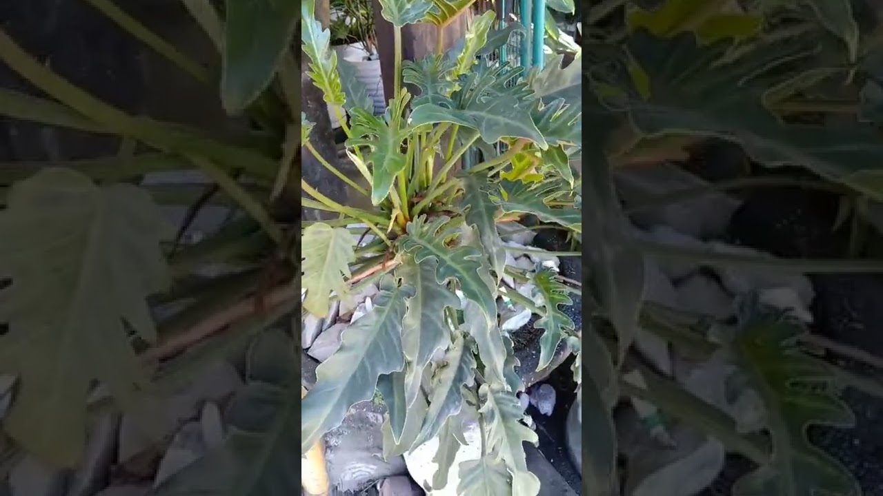 Thaumato Phyllum xanadu #SHORTS TAGASLING AYER 2182