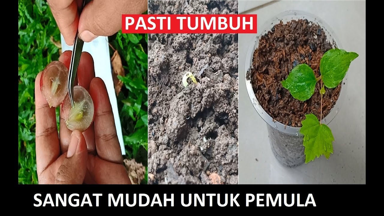 BEGINI CARA MENUMBUHKAN BIJI ANGGUR TERNYATA SANGAT MUDAH