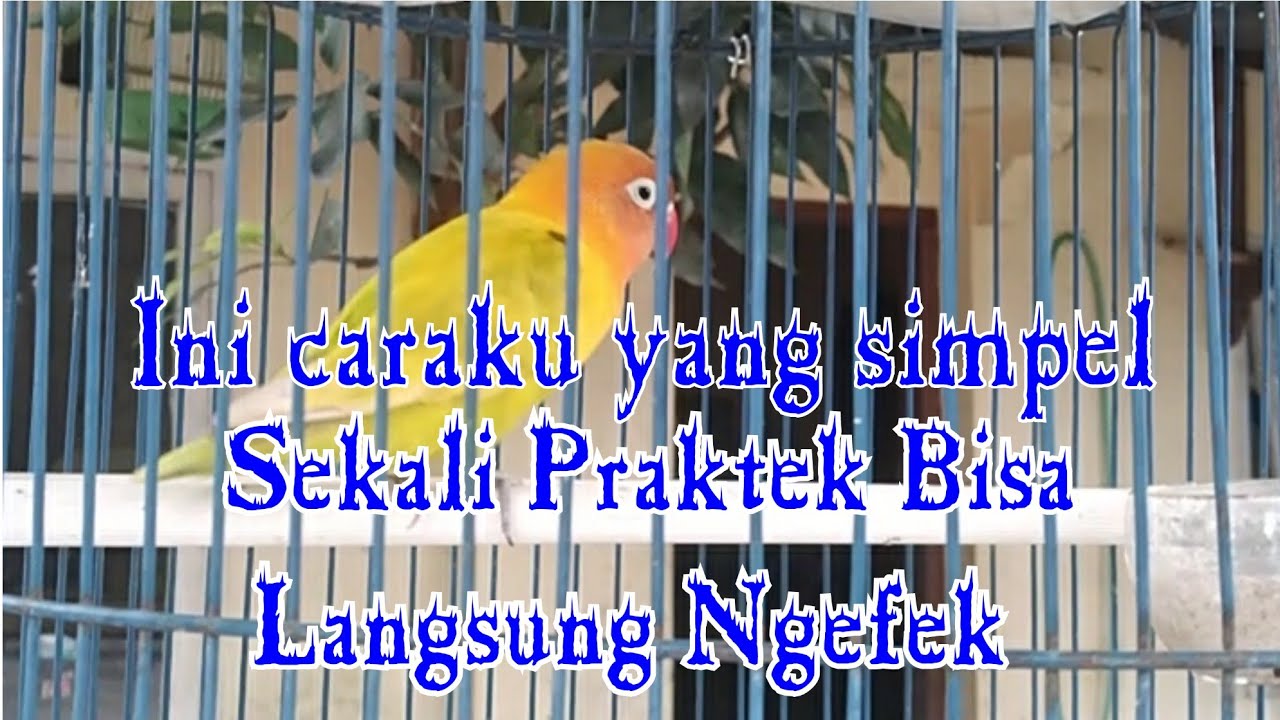 Cara mengatasi lovebird yang cuma ngowek ngowek ngetik