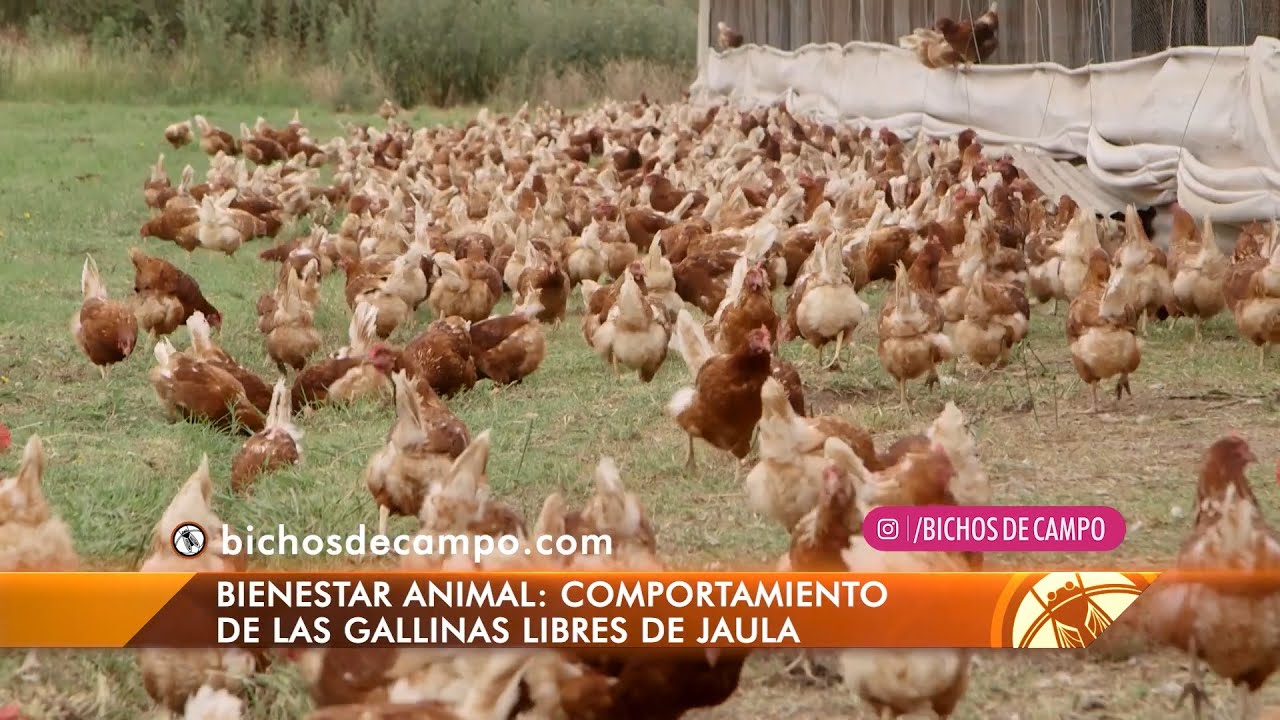 Huevos: ¿Gallinas libres o en jaula? en Bichos de Campo