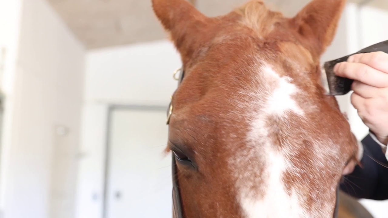 How to Clip a Horse's Head | WAHL Adelar Pro