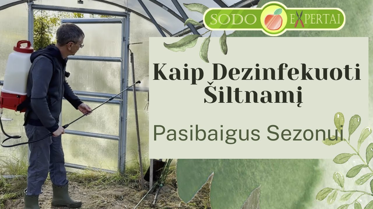 Kaip dezinfekuoti šiltnamį prieš žiemą be chemijos 🌿