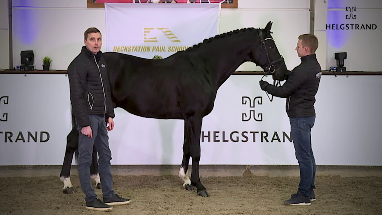 Majestic Taonga von Glock's Toto Jr. / Jazz - hengst geboren 2017 (GER)
