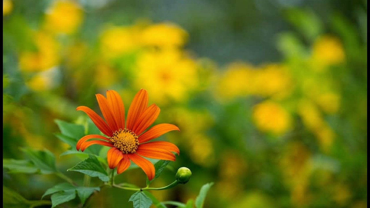 추억의 트로트 명곡 모음🌻 차 안에서 듣는 트로트 | 드라이브 음악💖하루 종일 듣기 좋은 노래 모음🎶흘러간 옛노래 뽕짝 메들리 가사 포함