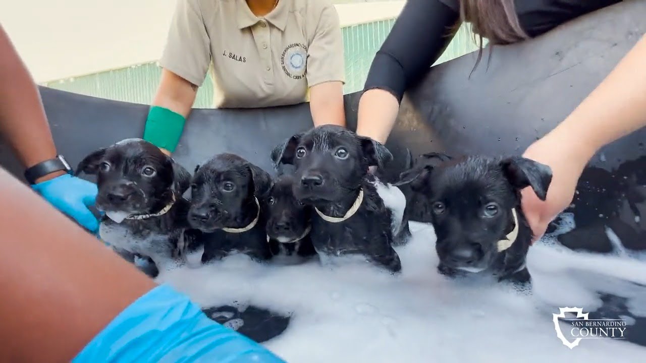 Animal Care staff prepares puppies for forever homes