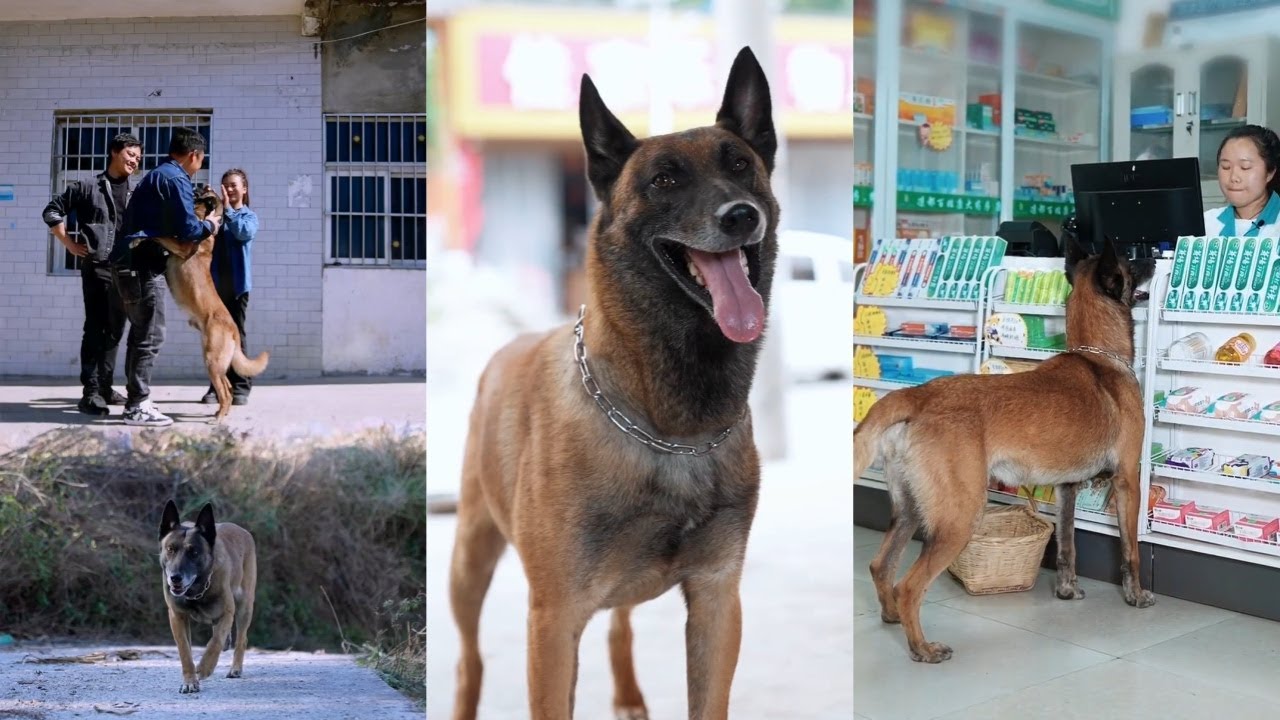 狗狗不会说话，却总是默默为人们做好事