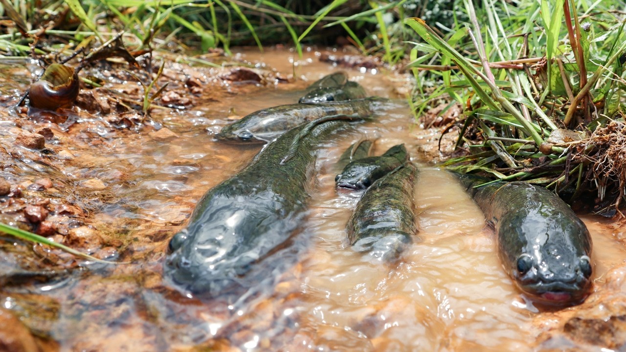 Monster Catfish Invade the Road During Flood Season