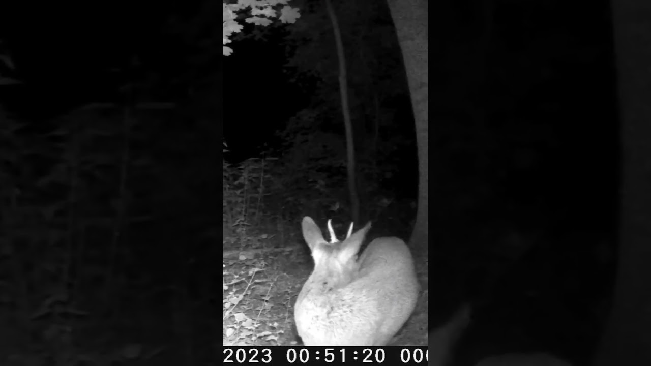 young deer in the forest 