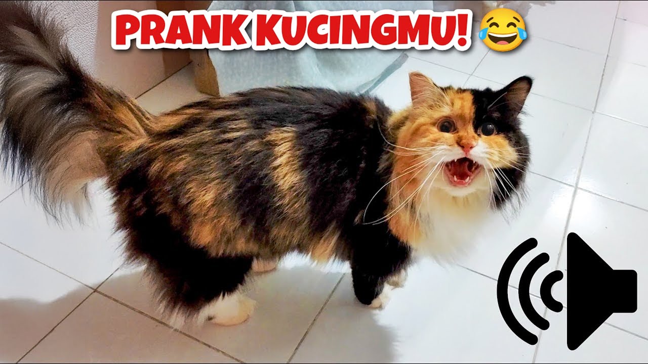1 JAM NONSTOP SUARA KUCING BETINA BIRAHI PANGGIL JANTAN - PRANK KUCINGMU!