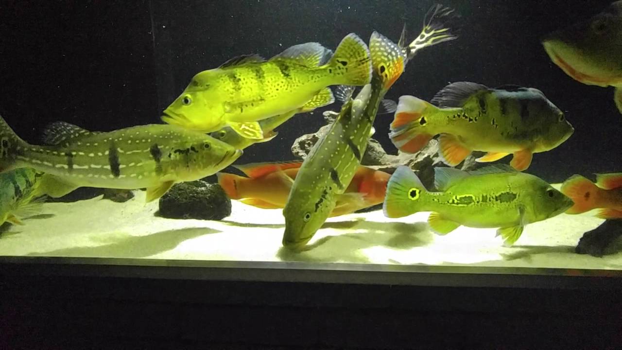 peacock bass with stingray leopoldi