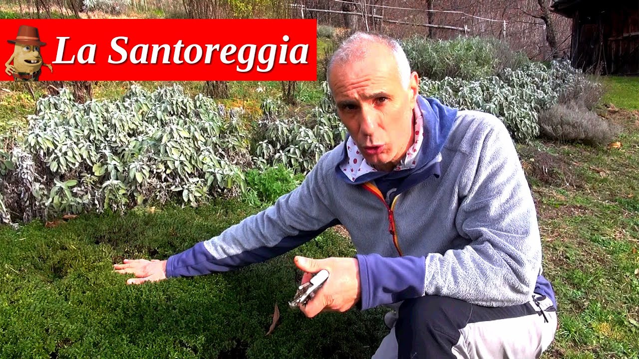 Impariamo a coltivare le Piante Aromatiche nell'orto: la Santoreggia