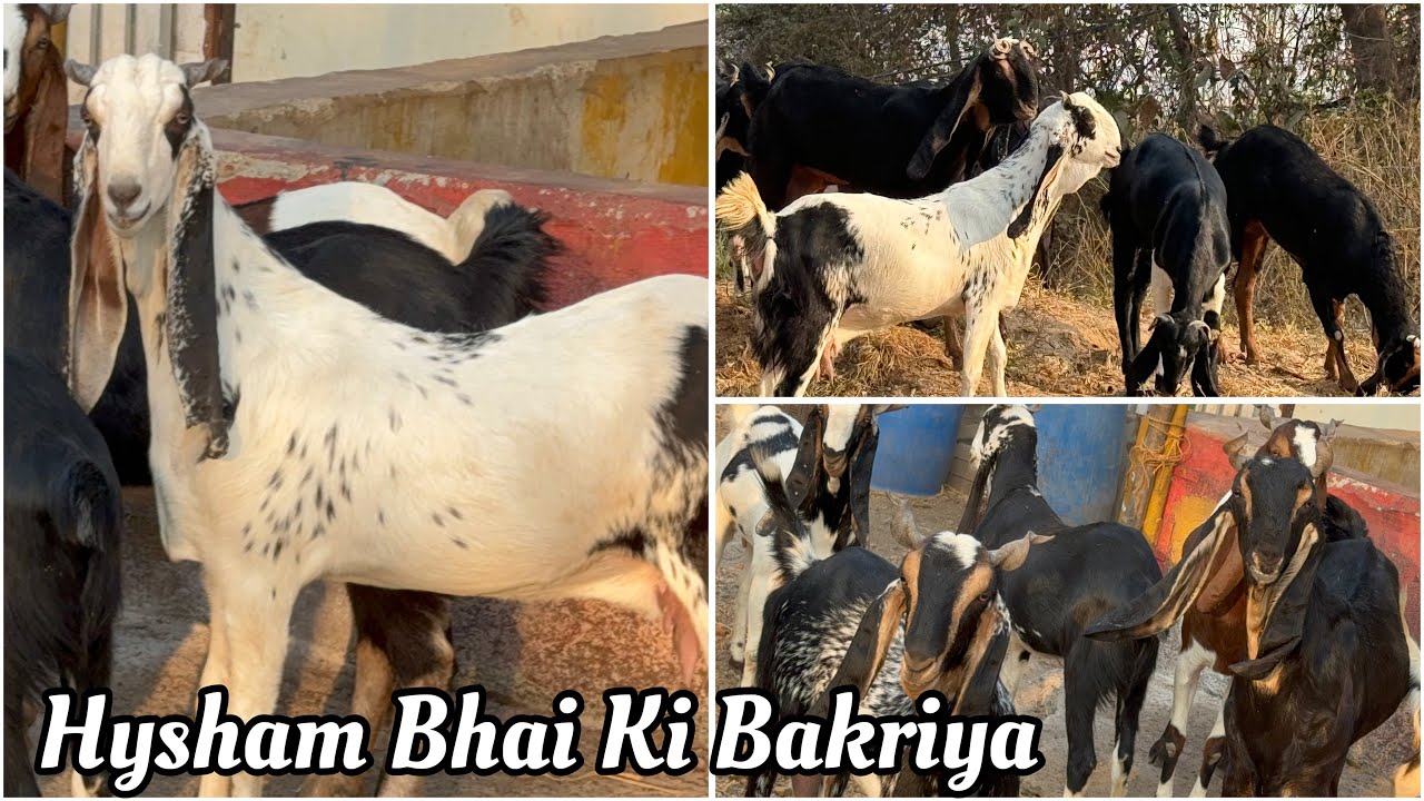 India’s Top Quality Kota Bakriya at JD & H&S Breeders Mumbai