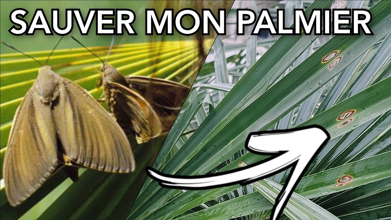 Comment sauver un palmier du papillon qui mange les feuilles ? tuto