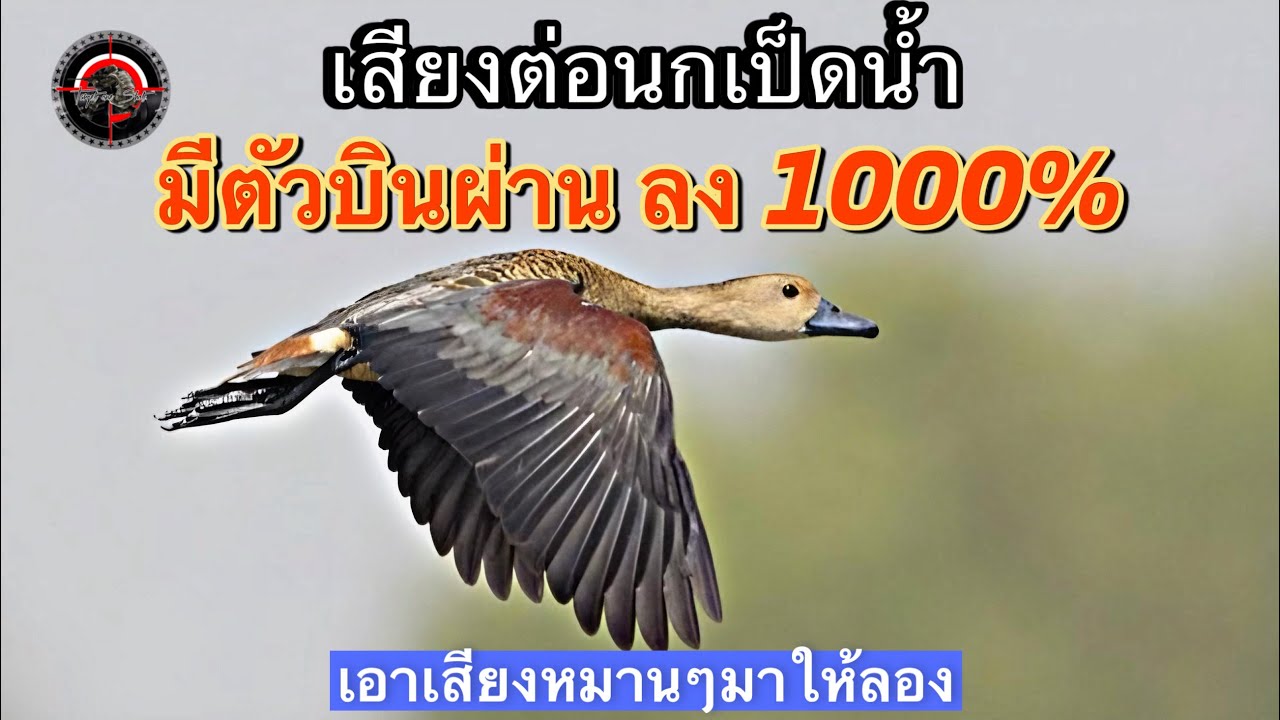 เสียงต่อนกเป็ดน้ำ เสียงนี้ลง1000% ต่อนกเป็ดแดง #เสียงต่อนกเป็ดน้ำ #ต่อนกเป็ดแดง #เสียงต่อนกเป็ด