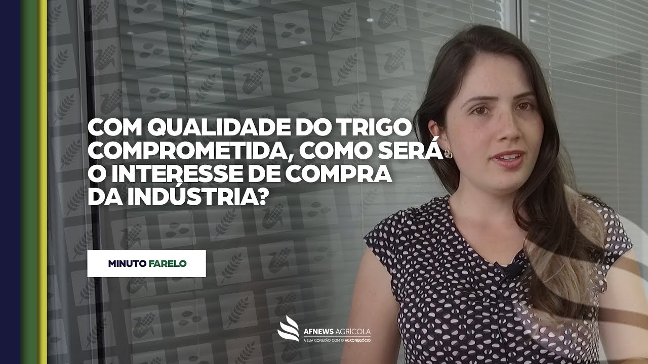 Minuto Trigo | Com qualidade do trigo comprometida, como ser&aacute; o interesse de compra da ind&uacute;stria?