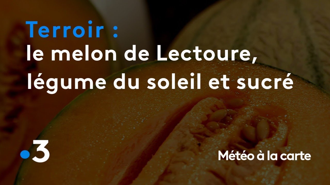 Le melon de Lectoure, un légume gorgé de soleil et de sucre - Météo à la carte