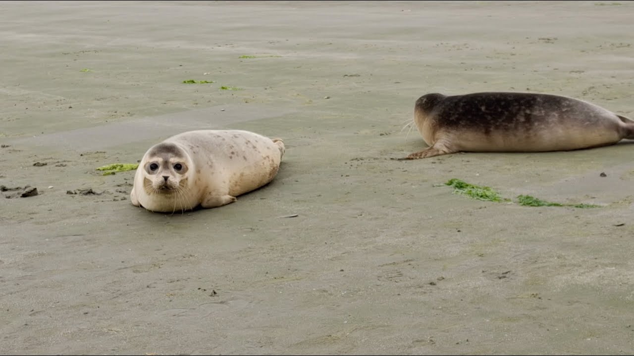 The release of seals Dina & Lex 🦭💙