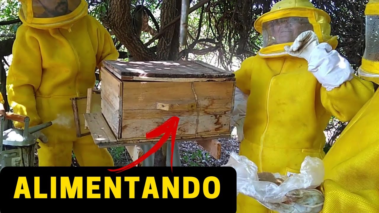 Como alimentar as abelhas com bife proteico