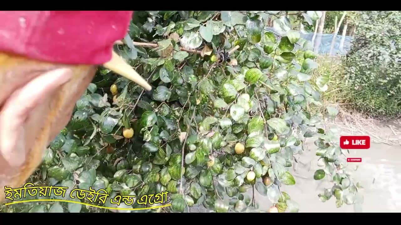 আপেল কুল বাগানে কিছু সময়