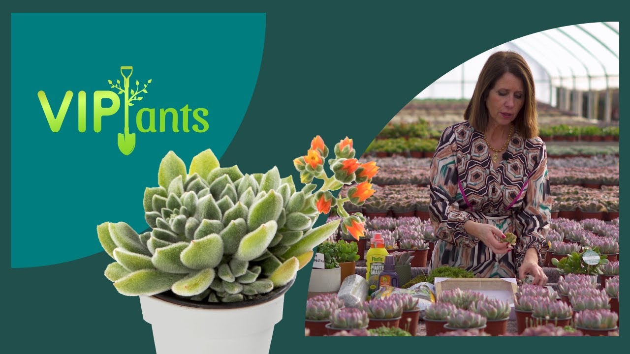 VIPlants: Suculentas