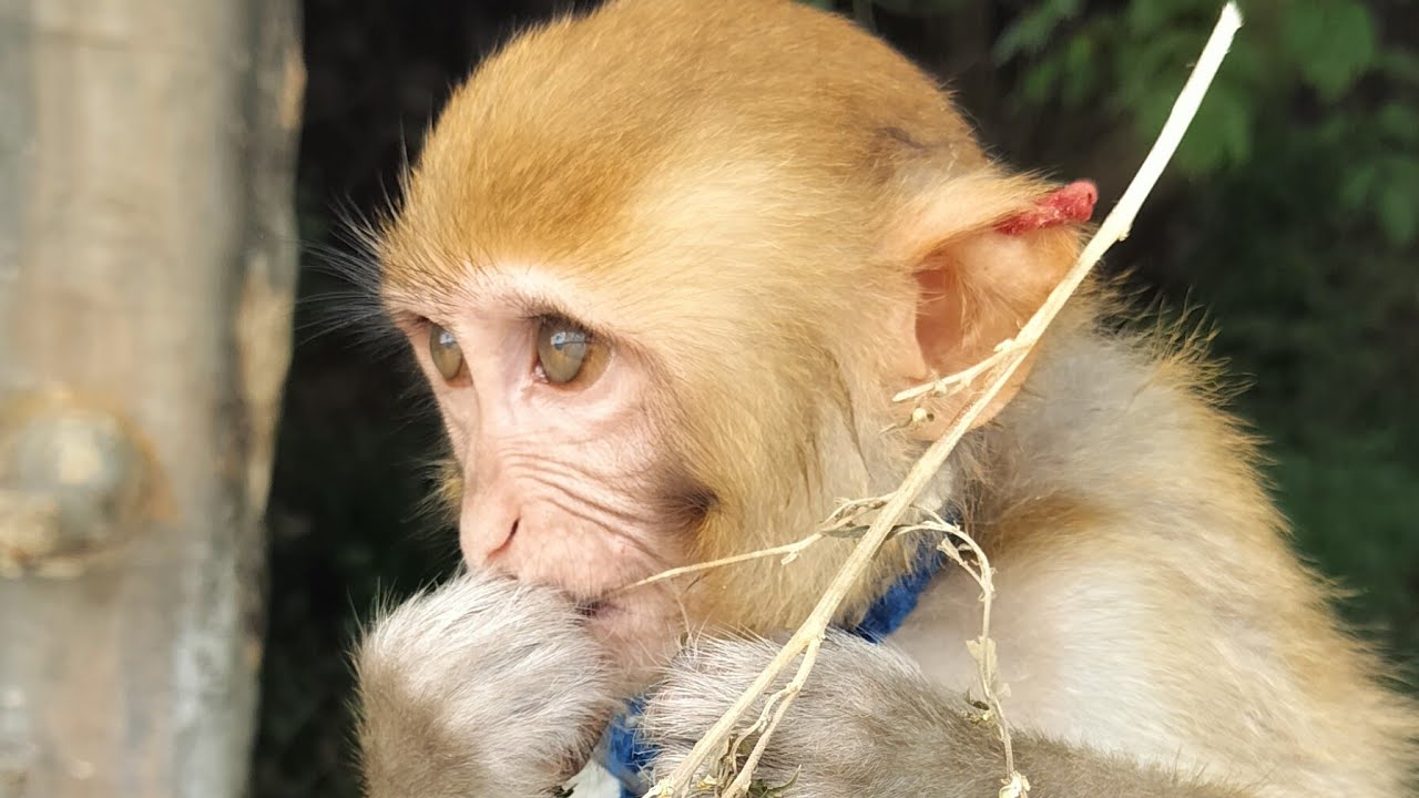 monkey funny video