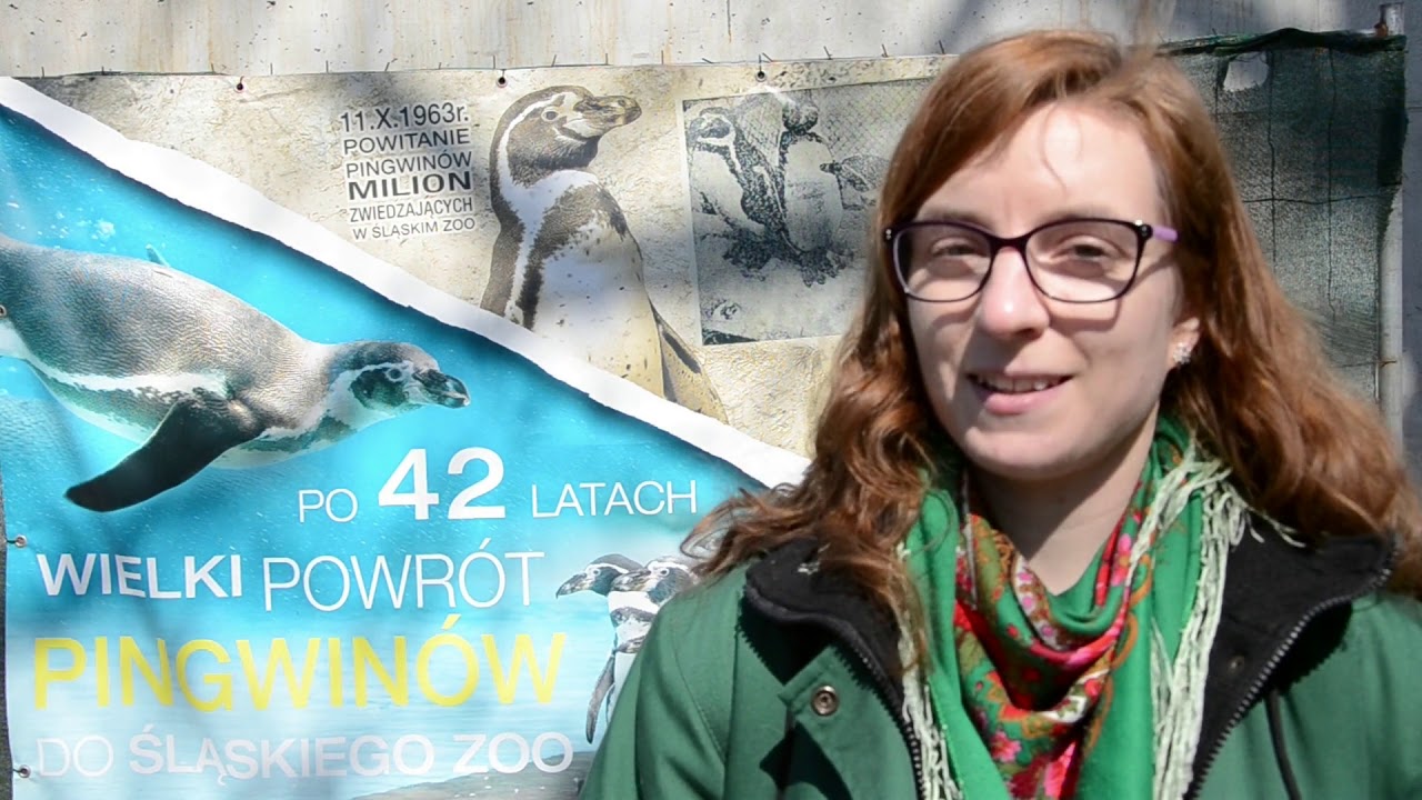 Pingwiny ze Śląskiego Ogrodu Zoologicznego