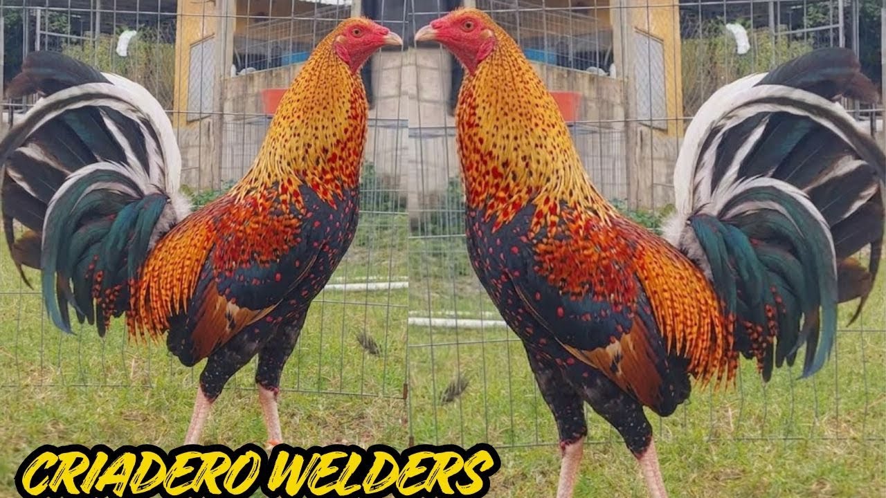 MEXICO 🇲🇽 Criadero Welders Feeding Time Shape Chicken Coop Indoor Outdoor Breeding Pens 2026