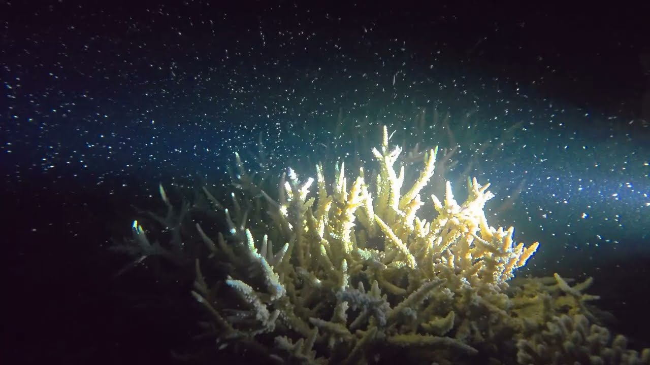 Coral Spawning 2025