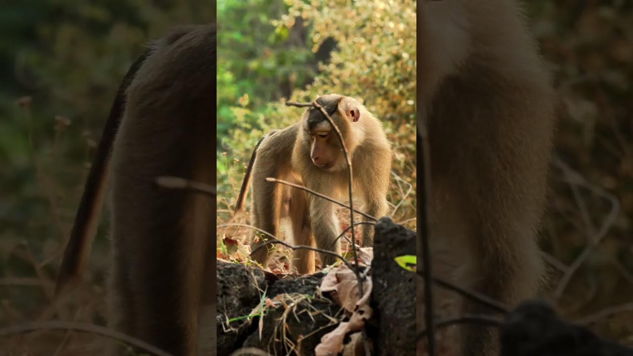 Foraging