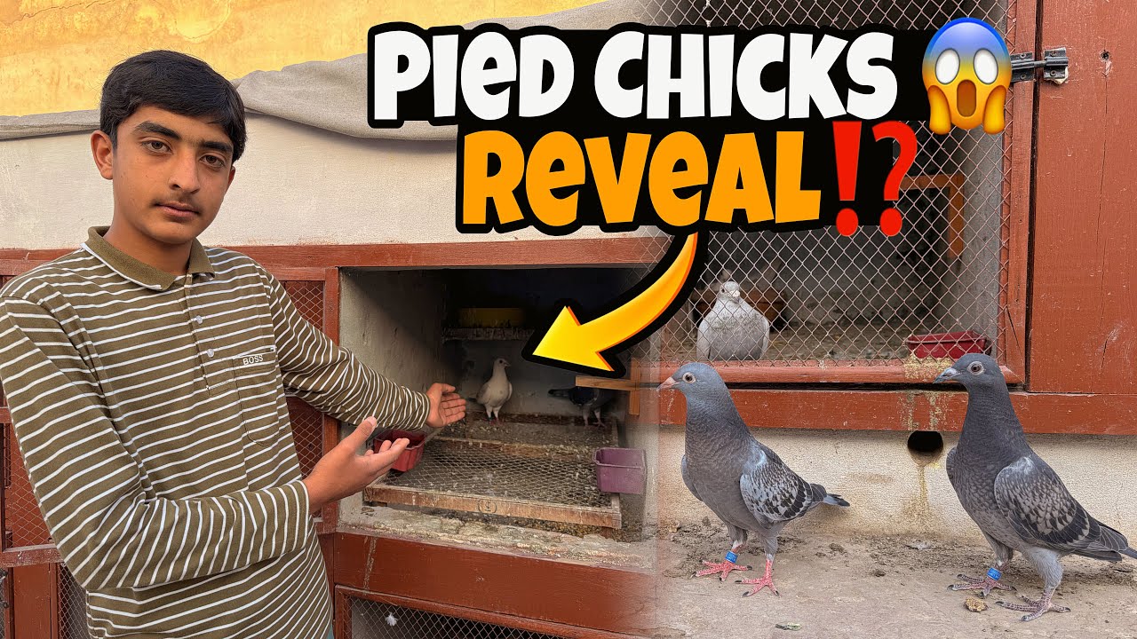 Pied Chicks Dikha Du⁉️Chicks Ko Bahir Nikal Dia Aj😱| Just Huzaifa Khan | 