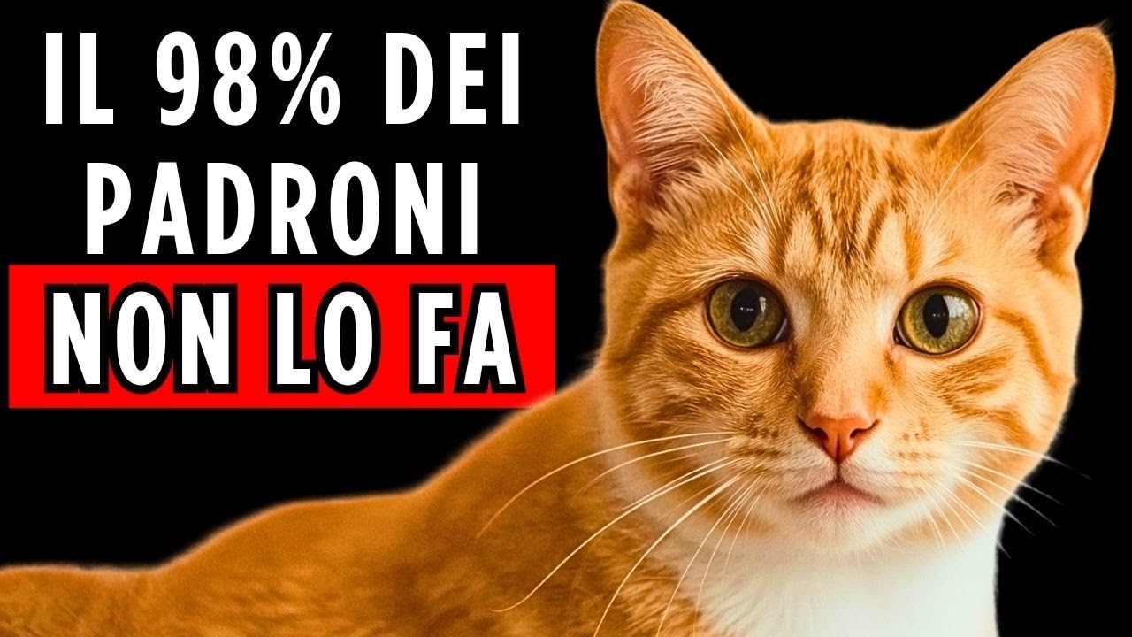Come Educare un Gatto? | Guida Rapida e Passo dopo Passo